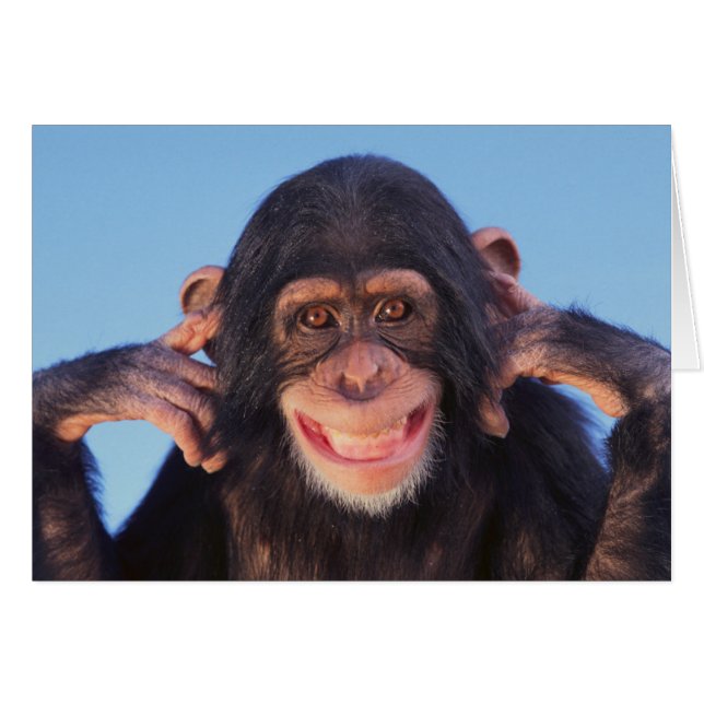 Chimpanzé de sourire des images | de Getty (Devant horizontal)