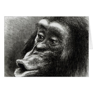 Chimpanzé déçu et Sulky