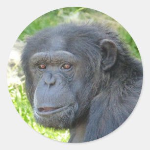 Chimpanzé - Sticker