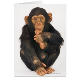 Chimpanzé (troglodytes de casserole)