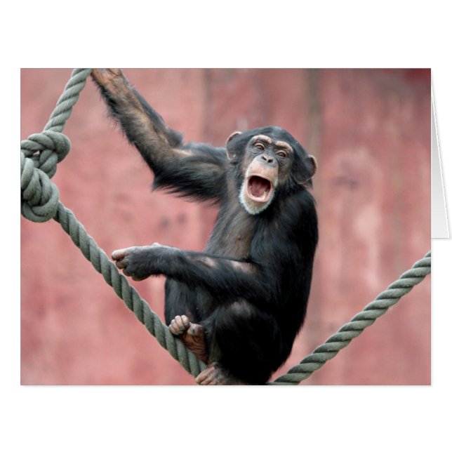 Chimpanzée 001 (Devant horizontal)