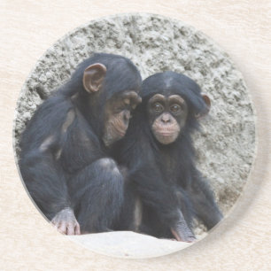 Chimpanzee 002 sandstein untersetzer