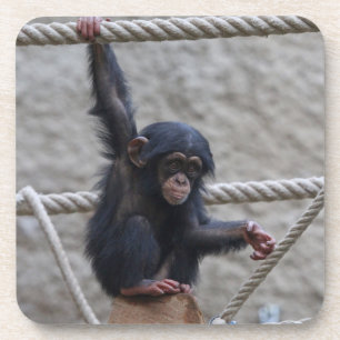 Chimpanzee 017 getränkeuntersetzer