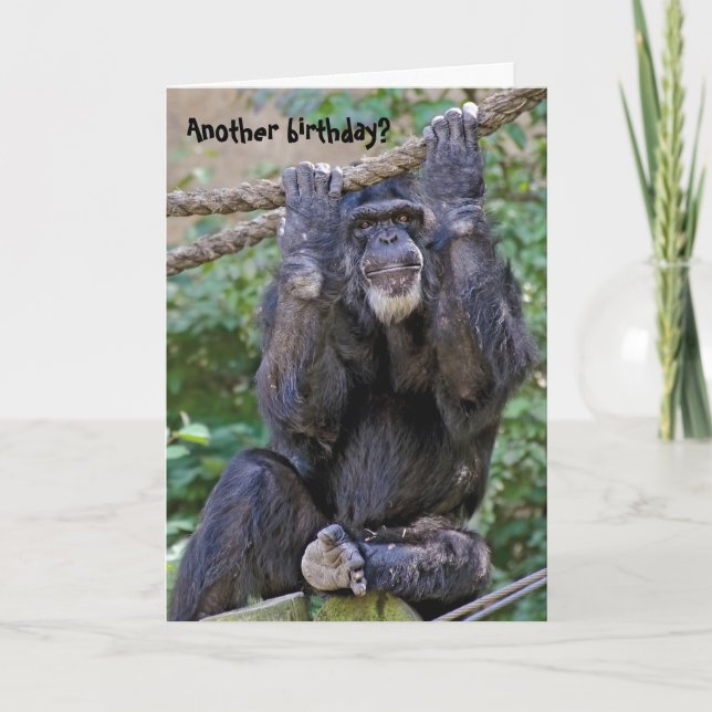 Chimpanzee Birthday Spaß Karte (Vorderseite)