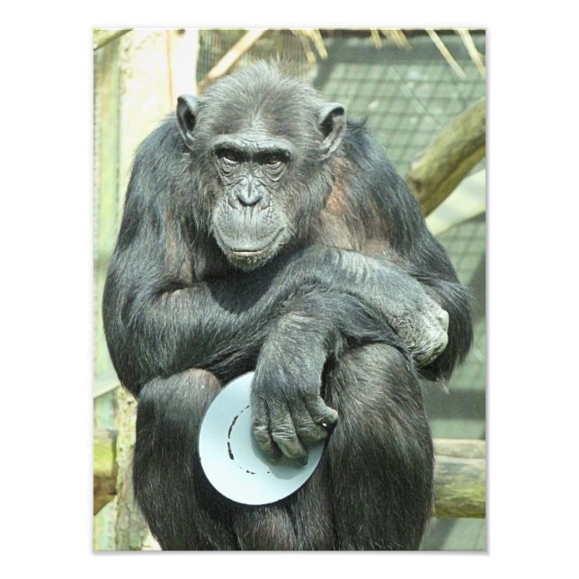 CHIMPANZEE FOTODRUCK (Vorne)
