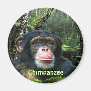 CHIMPANZEE & JUNGLE Primat Wilhelm Tell Magnet