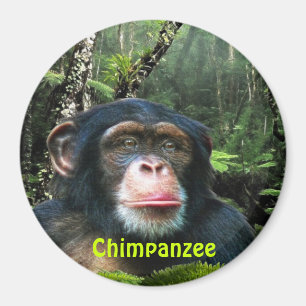 CHIMPANZEE & JUNGLE Primat Wilhelm Tell Magnet