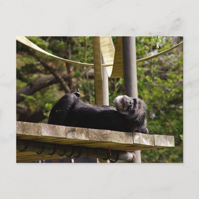 Chimpanzee Resting Postkarte (Vorderseite)