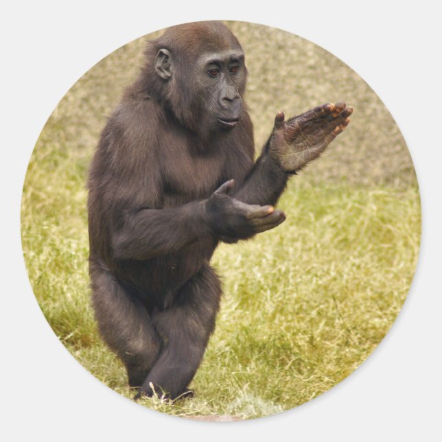 Chimpanzee Sticker (Vorderseite)