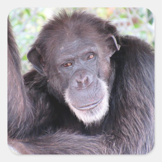 Chimpanzee Stickers (Vorderseite)