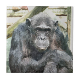 CHIMPANZEES FLIESE
