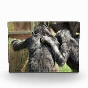 CHIMPANZEES FOTOBLOCK