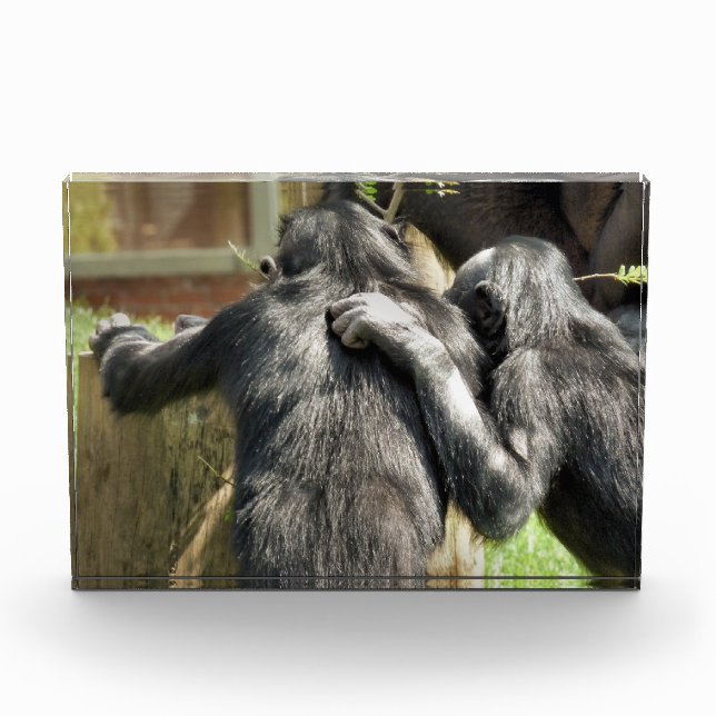 CHIMPANZEES FOTOBLOCK (Vorderseite)
