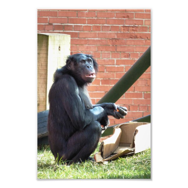 CHIMPANZEES FOTODRUCK (Vorne)