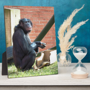 CHIMPANZEES FOTOPLATTE