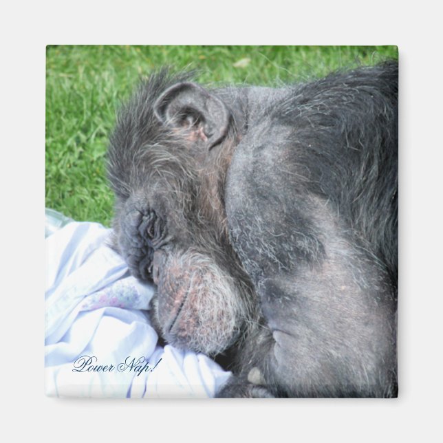 CHIMPANZEES MAGNET (Vorne)