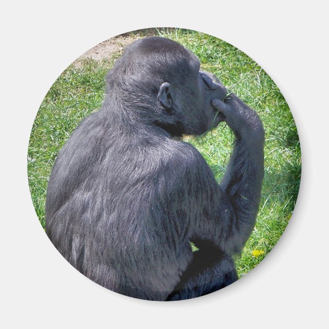CHIMPANZEES MAGNET (Vorne)
