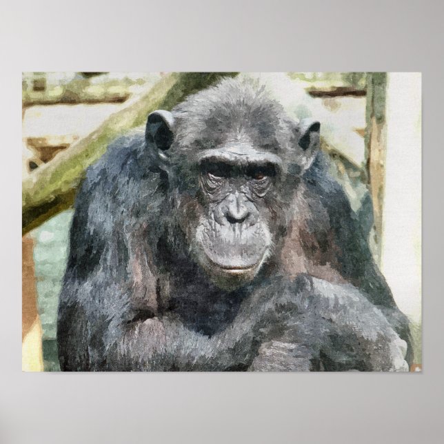 CHIMPANZEES POSTER (Vorne)