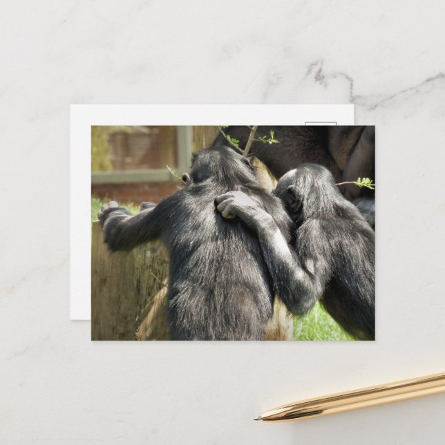 CHIMPANZEES POSTKARTE (Vorderseite/Rückseite Beispiel)