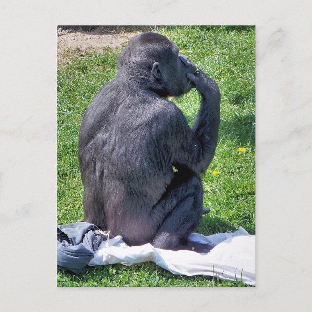 CHIMPANZEES POSTKARTE (Vorderseite)