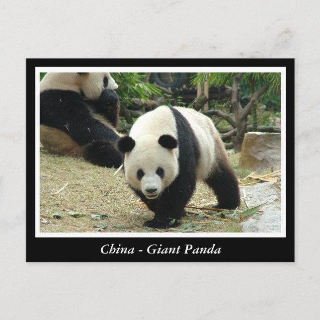 China -Großer Panda Postkarte (Vorderseite)