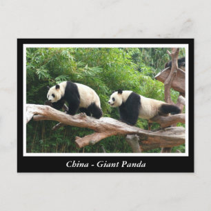 China - Großes Panda Postkarte