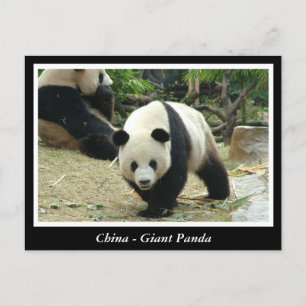 China - Großes Panda Postkarte