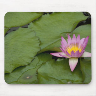 China, Hongkong, New Territories. Chi Lin Mousepad