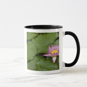 China, Hongkong, New Territories. Chi Lin Tasse