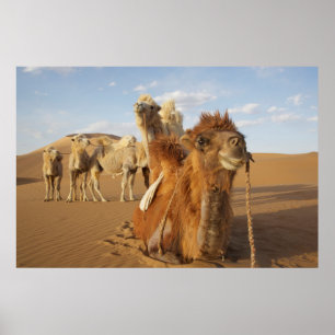 China, Inner Mongolia, Badain Jaran Desert 2 Poster