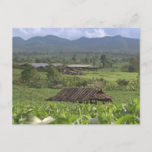 China Kräutermediale Pflanze Ernte Yunnan Postkarte