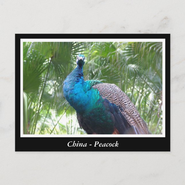 China, Pfau Postkarte (Vorderseite)