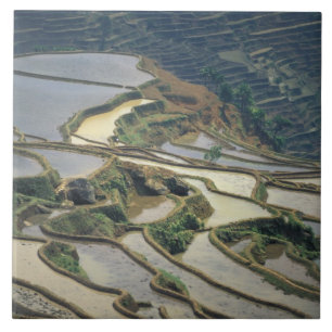 China, Provinz Yunnan. Überschwemmte Reisterrasse Fliese
