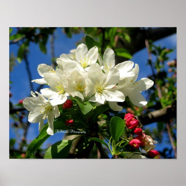 ChinaBerry Beauty Poster (Vorne)