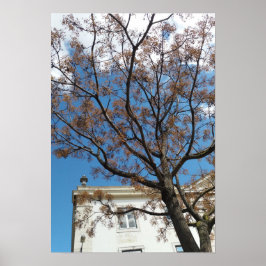 Chinaberry Tree in Lissabon Poster