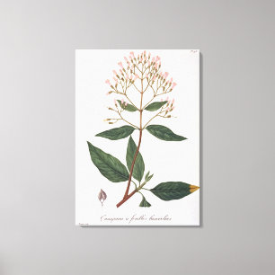 Chinarindenbaum von "Phytographie Medicale" durch Leinwanddruck