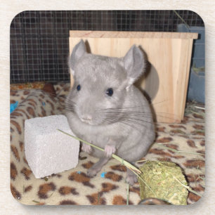 Chinchilla Getränkeuntersetzer
