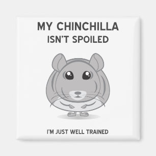 Chinchilla ist nicht verdorbener Magnet