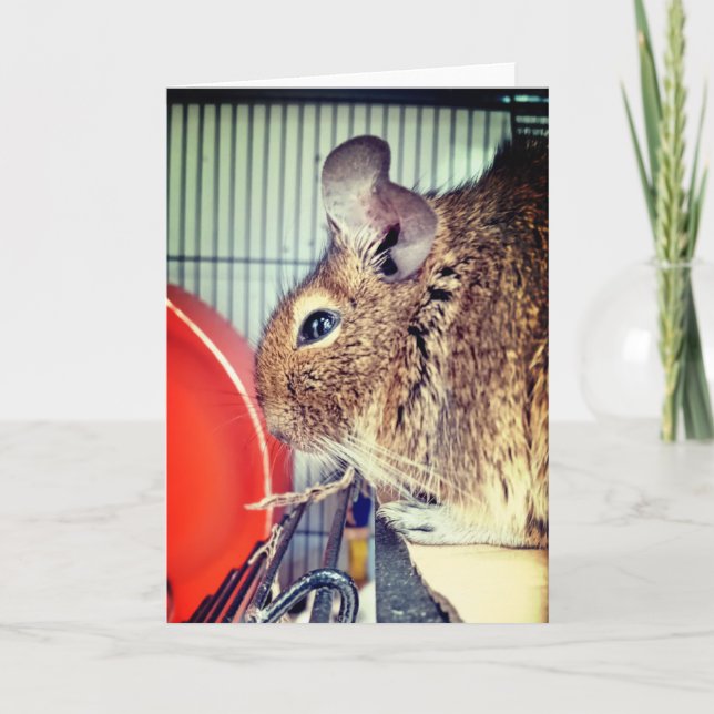 Chinchilla Karte (Vorderseite)