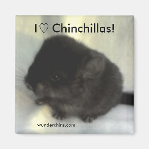 Chinchilla-Liebe-Magnet Magnet