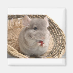 Chinchilla Magnet