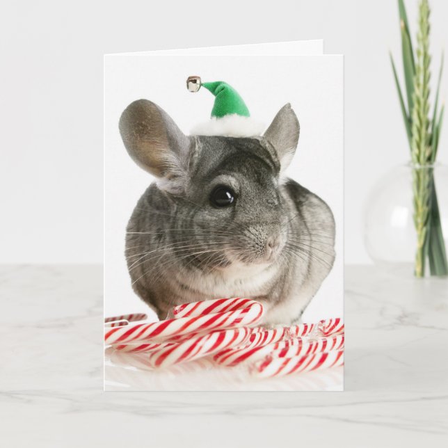 Chinchilla mit Bonbons Feiertagskarte (Vorderseite)