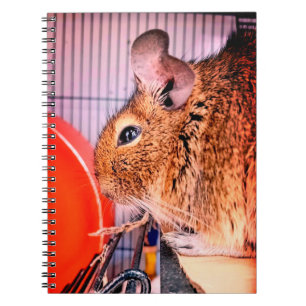 Chinchilla Notizblock