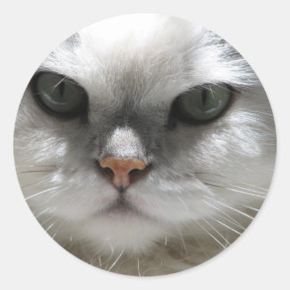 Chinchilla Persian Cat Runder Aufkleber