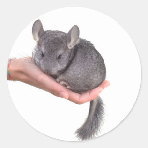 Chinchilla Runder Aufkleber