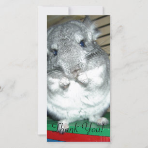 Chinchilla stehend auf Hinterbeinen Dankeskarte