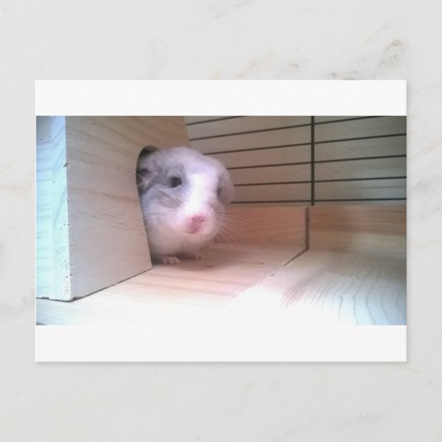 Chinchilla, Tiere Postkarte (Vorderseite)
