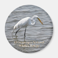Chincoteague National Wildlife Great Heron Egret