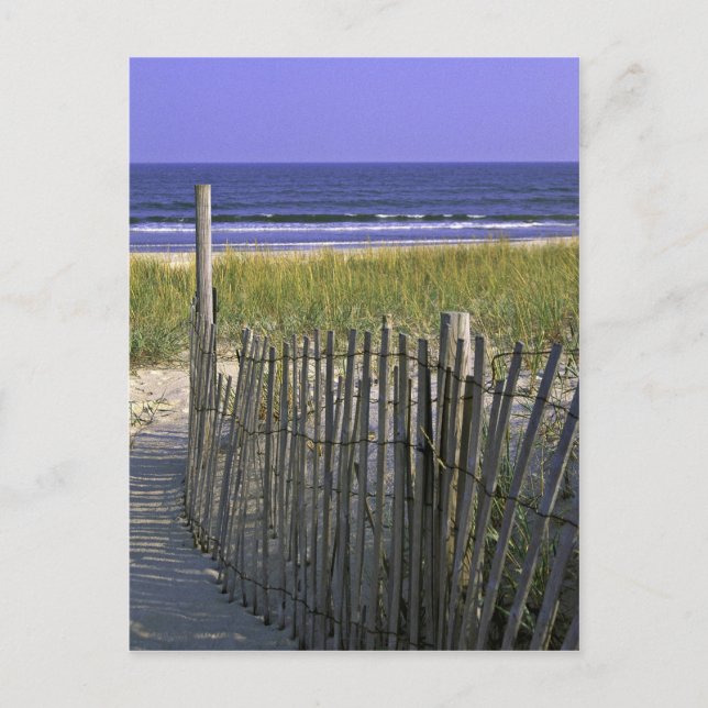 Chincoteague National Wildlife Refugium Postkarte (Vorderseite)