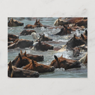 Chincoteague Pony Swim Postkarte